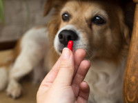 Certains médicaments