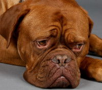 Un chien triste et inquiet sur un fond gris