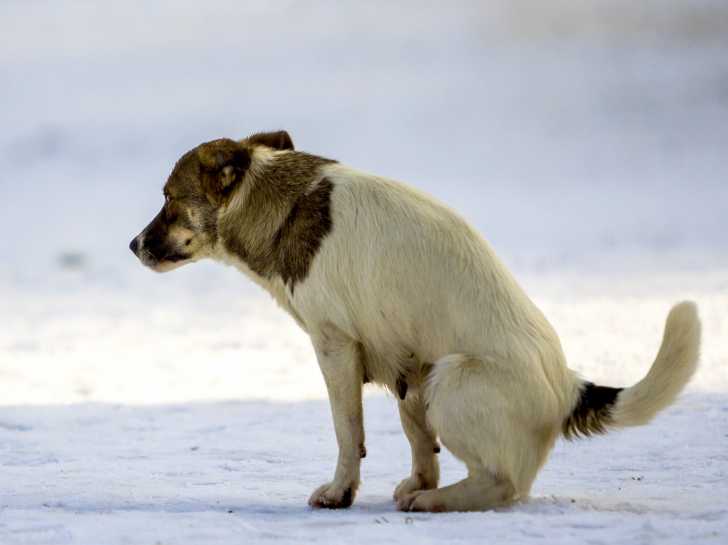 chien au maroc