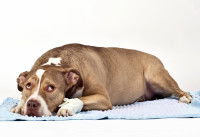 Les origines des douleurs chez le chien et le chat