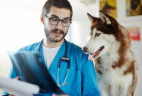 Le diagnostic de la dysplasie de la hanche chez le chien