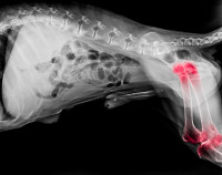 Les différentes formes de dysplasie de la hanche chez le chien