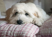Un petit chien bichon fatigué allongé sur un canapé