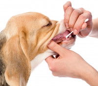 Le test de la dysplasie rénale