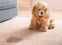 Vivre avec un chien souffrant de dysplasie rénale