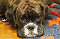 Un chien Boxer avec un ectropion aux deux yeux