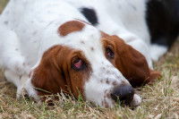 Un Basset Hound avec un ectropion est allongé sur le sol