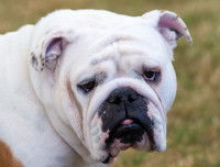 Vue proche d'un Bouledogue Anglais avec un ectropion