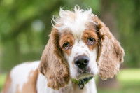 Un chien de type Cocker avec un ectropion aux deux yeux
