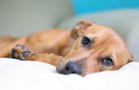 Un chien fatigué est couché sur un lit