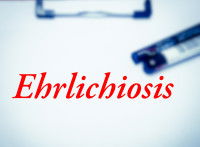 Un bloc note médical avec le mot Ehrlichiosis en rouge