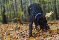 Un chien de chasse noir marche dans une forêt en automne