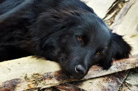 Un chien noir malade est couché sur un banc