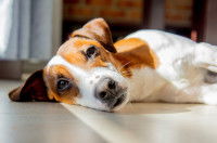 Un Jack Russel malade est couché sur le sol