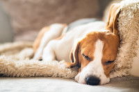Un chien Beagle très malade dort sur un tapis au sol