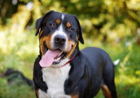 Un Grand Bouvier Bernois en pleine forme dans un jardin