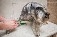 Un homme fait une prise de sang à un petit chien