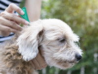 Une femme traite son chien avec une pipette contre les tiques