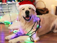 Un chien Labrador joue avec des guirlandes de Noël