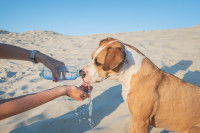 Que faire si mon chien a bu de l'eau de mer ?