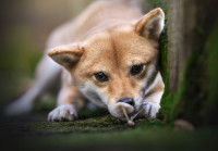 Un Shiba Inu renifle un champignon dans un bois