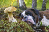 Un chien malade allongé à côté d'un champignon