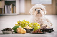 Un petit chien blanc assis devant des aliments toxiques