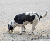 Un chien noir et blanc vomit sur le sol