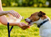 Une femme donne de l'eau à boire à son chien