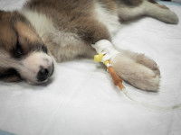 Un chiot malade hospitalisé et placé sous perfusion
