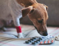 Un chien renifle une plaquette de médicaments posée sur le lit