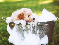 Un chien dans une baignade pleine de mousse de savon