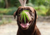 Un maître tient une feuille de cannabis devant son chien