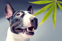 Un chien Pitbull regarde une feuille de cannabis