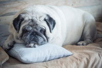 Un chien malade allongé sur un lit