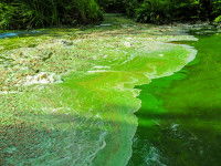 Un lac pollué par un grand nombre de cyanobactéries