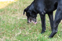 Un chien maladie en train de vomir