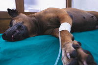 Un chien malade placé sous perfusion chez un vétérinaire