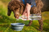Un maître donne de l'eau à boire à son chien