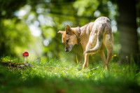 Un chien observe un champignon rouge et blanc dans la forêt