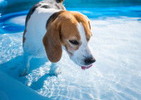Un chien Beagle boit l'eau d'une piscine