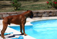 Un chien Boxer debout à côté d'une piscine dans un jardin