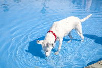 Un chien boit l'eau d'une piscine