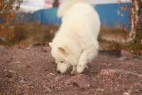 Un chien renifle un mégot de cigarette jeté sur un sentier