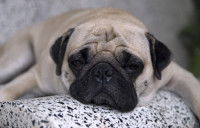 Un chien Carlin léthargique allongé sur un fauteuil