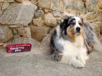 Un chien assis à côté d'un cendrier plein de mégots