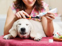 Une femme prépare du dentifrice pour son chien