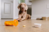 Un chien observe des médicaments sur le sol