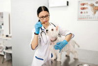 Une vétérinaire s'occupe d'un petit chien malade