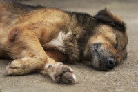 Un chien empoisonné allongé sur le sol